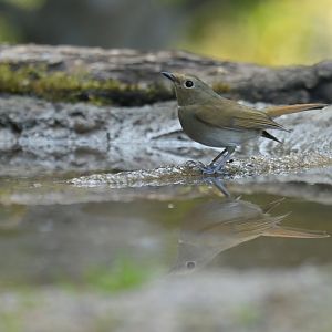 Asian Brown Flycatcher Muscicapa dauurica