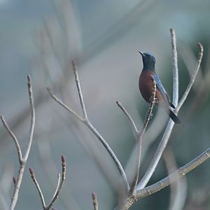 Chestnut-bellied Rock Thrush Monticola rufiventris