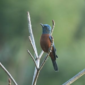 Chestnut-bellied Rock Thrush Monticola rufiventris
