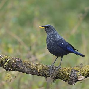 Blue Whistling Thrush Myophonus caeruleus