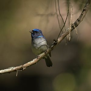 Small Niltava Niltava macgrigoriae