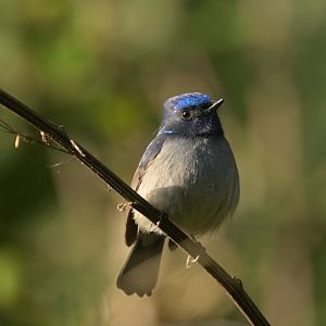 Small Niltava Niltava macgrigoriae