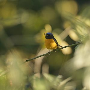 Rufous-bellied Niltava Niltava sundara