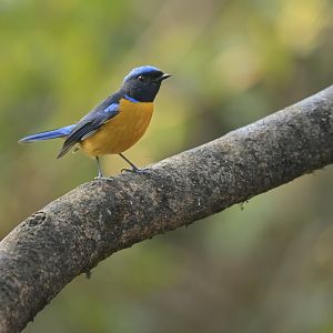 Rufous-bellied Niltava Niltava sundara