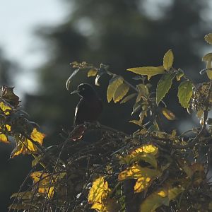 Maroon Oriole Oriolus traillii
