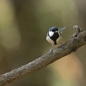 Cinereous Tit Parus cinereus
