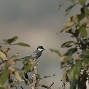 Cinereous Tit Parus cinereus