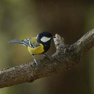 Green-backed Tit Parus monticolus