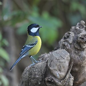 Green-backed Tit Parus monticolus