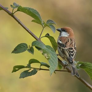 Russet Sparrow Passer cinnamomeus