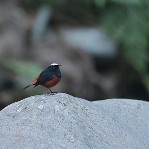 White-capped Water-Redstart Phoenicurus leucocephalus