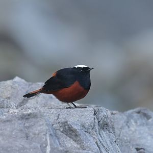 White-capped Water-Redstart Phoenicurus leucocephalus