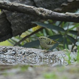Pale-rumped Warbler Phylloscopus chloronotus