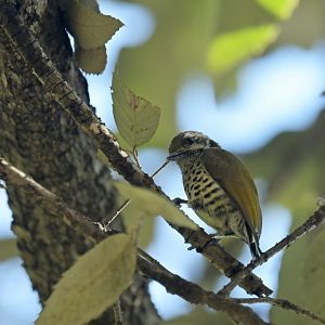 Speckled Piculet Picumnus innominatus