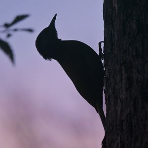 Grey-faced Woodpecker Picus canus