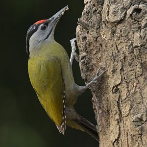 Grey-faced Woodpecker Picus canus
