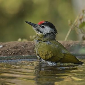 Grey-faced Woodpecker Picus canus