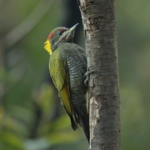 Lesser Yellownape Picus chlorolophus