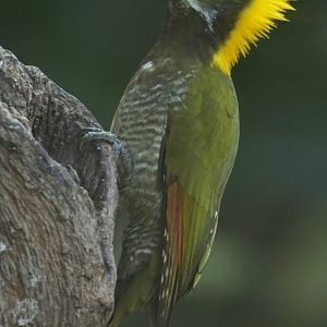Lesser Yellownape Picus chlorolophus
