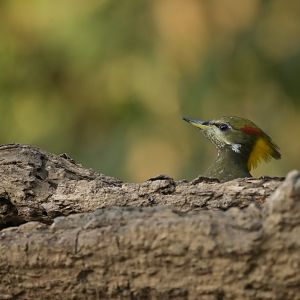 Lesser Yellownape Picus chlorolophus