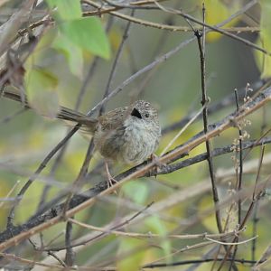 Himalayan prinia Prinia crinigera