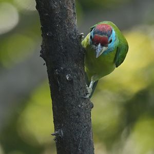 Blue-throated Barbet Psilopogon asiaticus