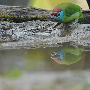 Blue-throated Barbet Psilopogon asiaticus