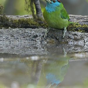 Blue-throated Barbet Psilopogon asiaticus