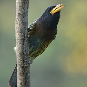 Great Barbet Psilopogon virens