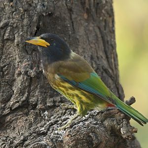 Great Barbet Psilopogon virens