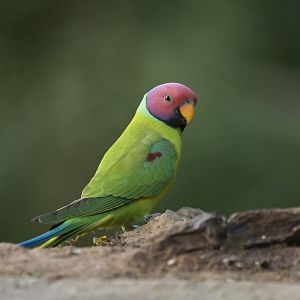Plum-headed Parakeet Psittacula cyanocephala