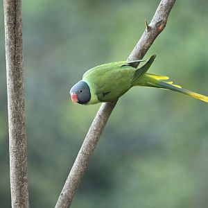 Slaty-headed Parakeet Psittacula himalayana