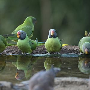 Slaty-headed Parakeet Psittacula himalayana