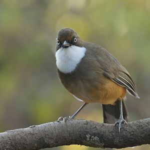 White-throated Laughingthrush Pterorhinus albogularis