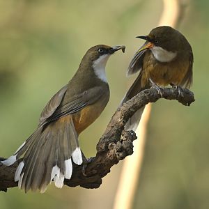White-throated Laughingthrush Pterorhinus albogularis