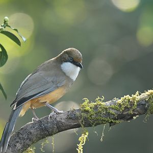 White-throated Laughingthrush Pterorhinus albogularis