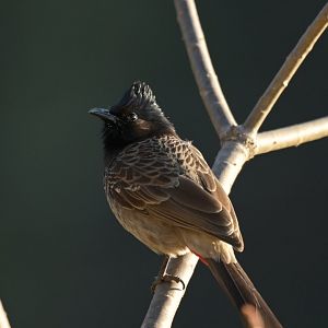 Red-vented Bulbul Pycnonotus cafer