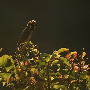 Himalayan Bulbul Pycnonotus leucogenys