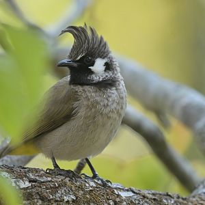 Himalayan Bulbul Pycnonotus leucogenys