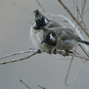 Himalayan Bulbul Pycnonotus leucogenys
