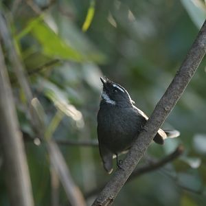 White-throated Fantail Rhipidura albicollis