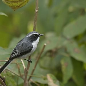 Grey bushchat Saxicola ferreus