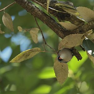 Velvet-fronted nuthatch Sitta frontalis