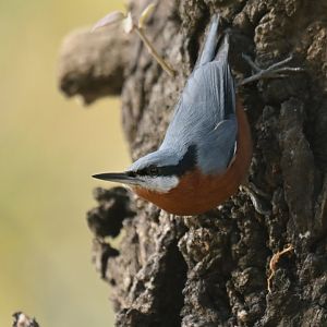 Chestnut-bellied Nuthatch Sitta cinnamoventris