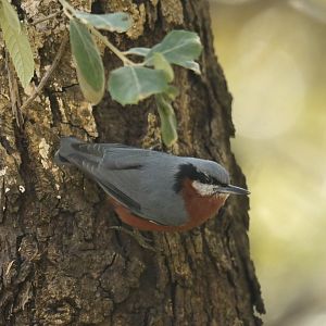 Chestnut-bellied Nuthatch Sitta cinnamoventris