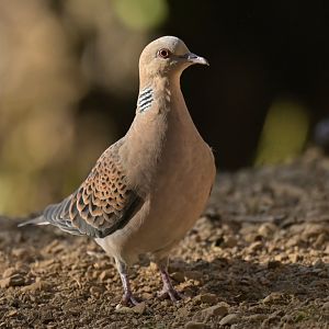 Oriental Turtle Dove Streptopelia orientalis
