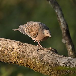 Oriental Turtle Dove Streptopelia orientalis