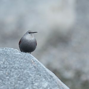 Wallcreeper Tichodroma muraria