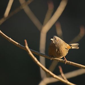 Streaked Laughingthrush Trochalopteron lineatum