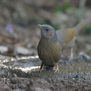 Streaked Laughingthrush Trochalopteron lineatum
